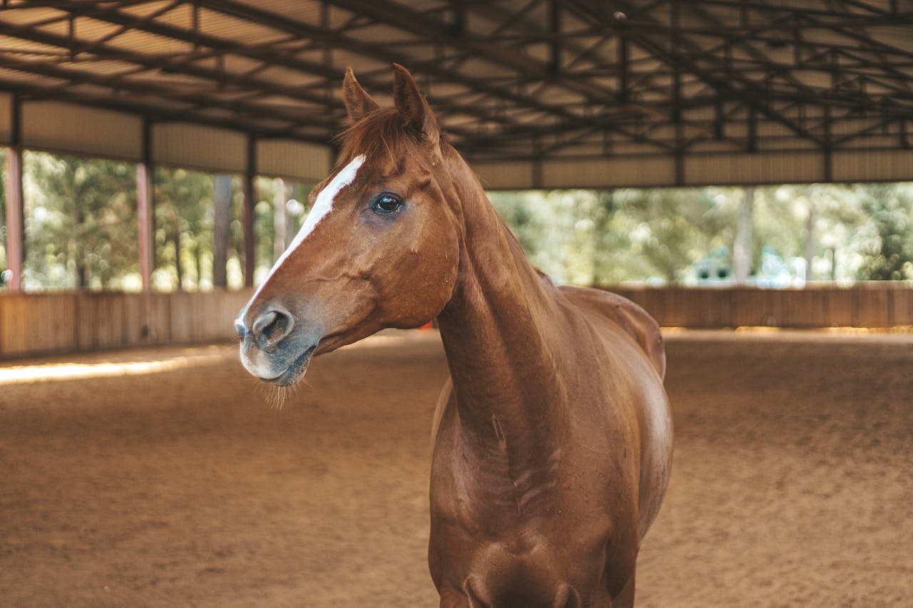 Beautiful chestnut horse stands gracefully in a well-lit indoor arena.