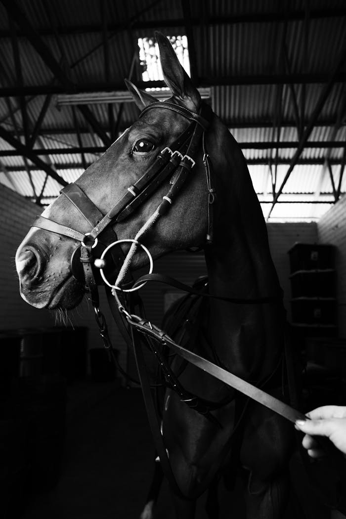 Stunning black and white close-up of a horse in a stable, showcasing elegance.