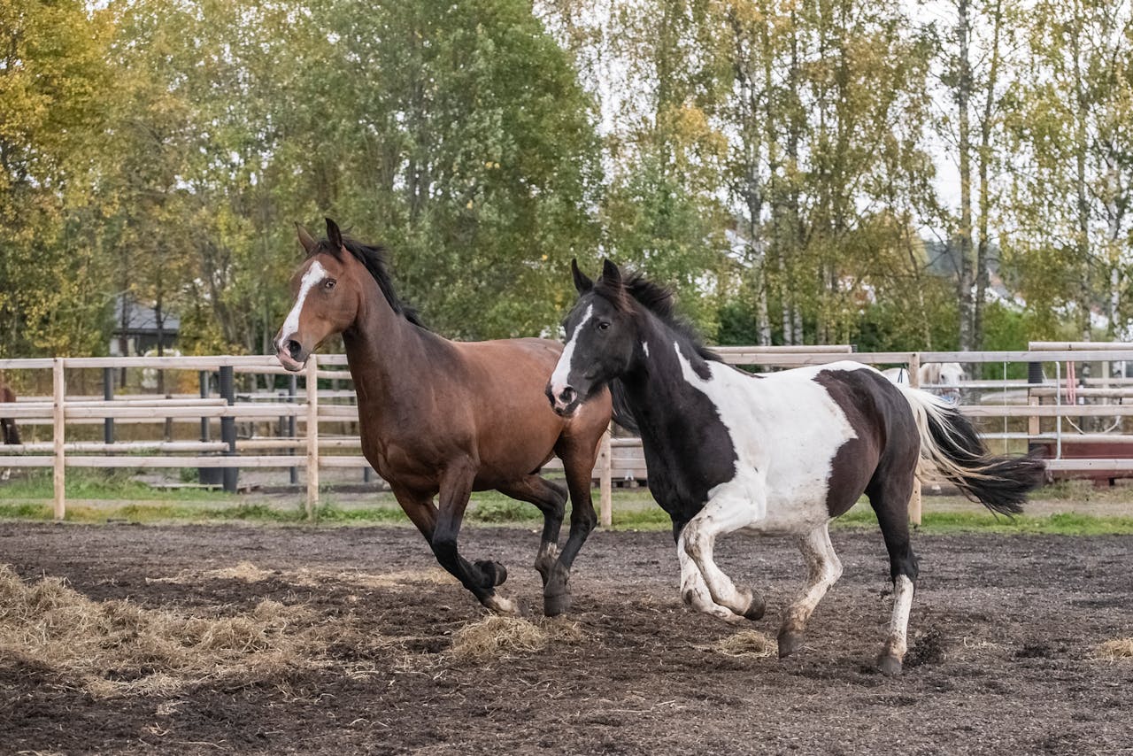 Two horses running freely in a paddock with green trees in the background.
