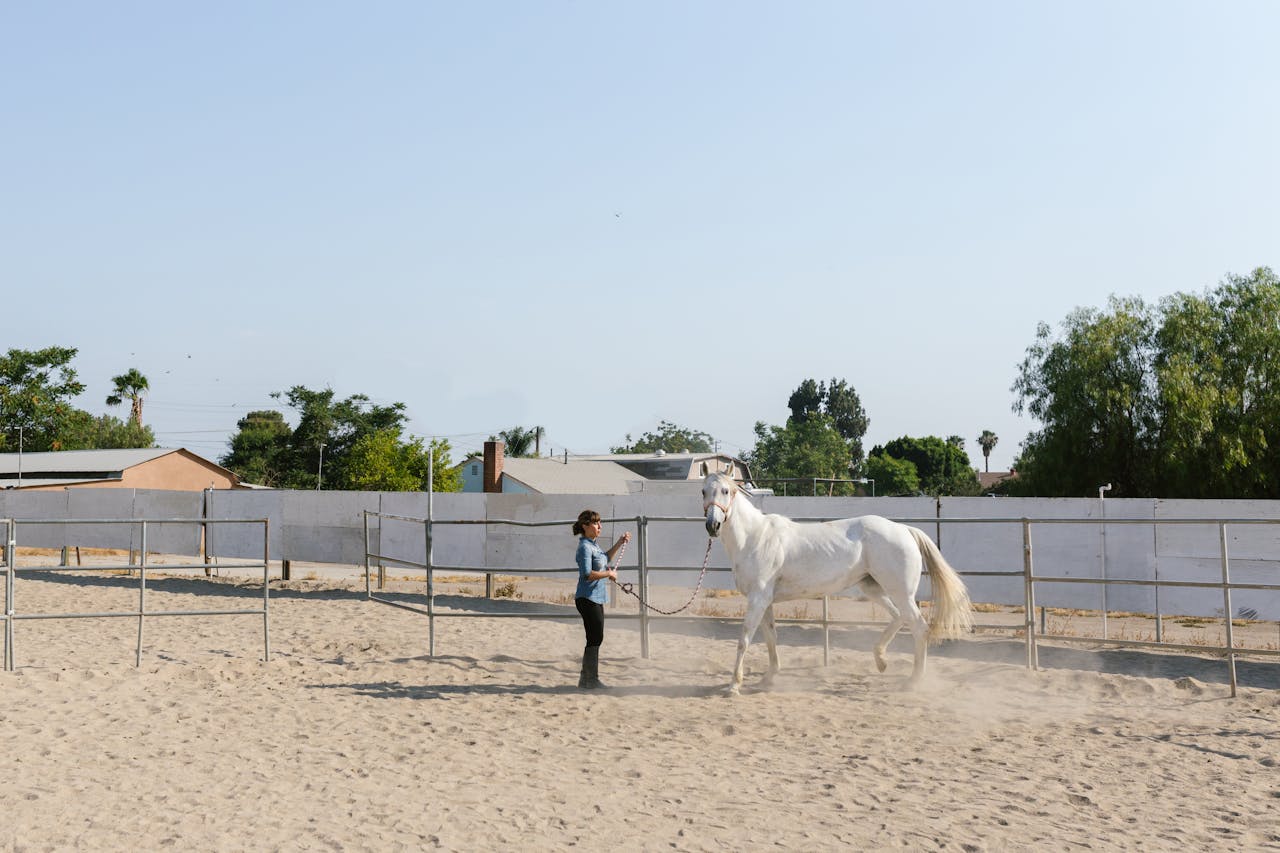 A woman guides a white horse in a sandy outdoor arena, with a clear blue sky overhead.